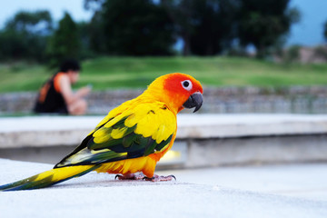 Cute Sun conure in lovely posture