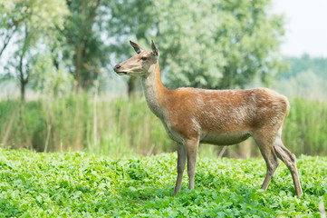 Female deer in nature