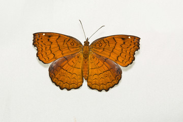 Fototapeta na wymiar Angled Castor butterfly