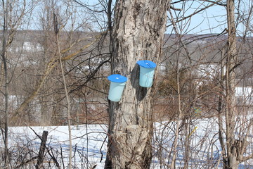 Sap Buckets on Maple Tree © akhug