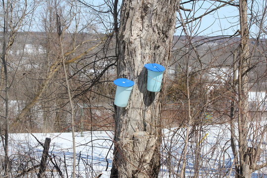 Sap Buckets on Maple Tree