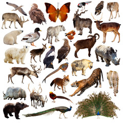 Obraz premium Zestaw zwierząt azjatyckich. Na białym tle