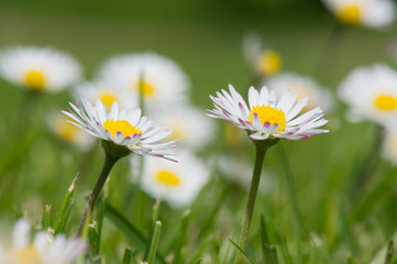 Obraz na płótnie Canvas common daisy in grass