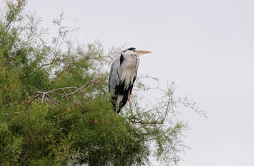 Graureiher - Ardea cinerea