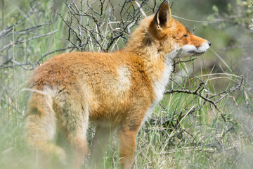 Red fox