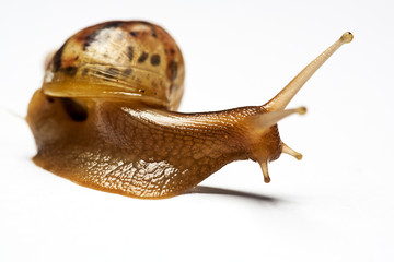 Beauty snail Achatina over white backgrounds, not isolated