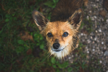 begging dog looking into the camera