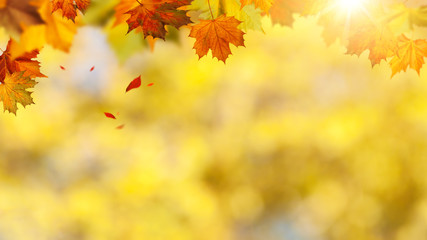 Obraz premium Autumnal banner with falling leaves for your design