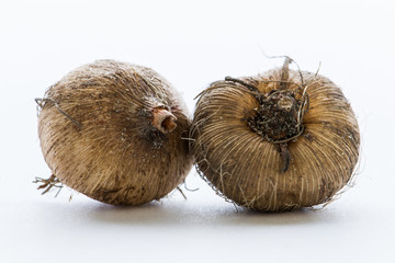 Bulbi di pianta Ixia