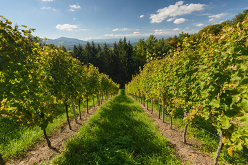 Vineyard-Styria,Austria.