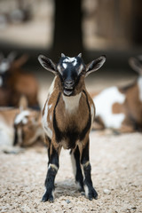 young baby goat standing in fight position