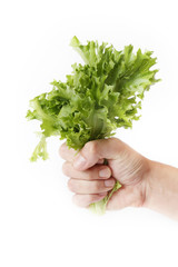 Fototapeta na wymiar Lettuce, Hand holding green lettuce on white background