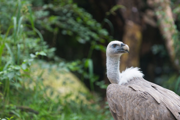 White Vulture Seeking For Food in Jungle between bushes
