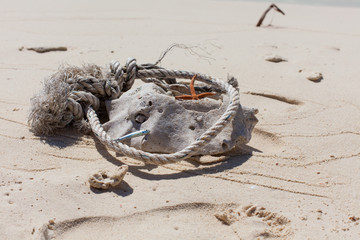 Rest in Paradise - Malediven - Treibgut mit Fisch und Seestern i