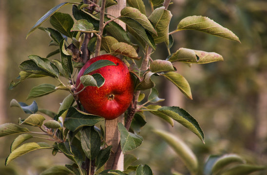 Knallroter Apfel