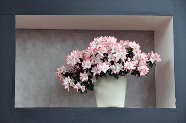 Hibiskus Azalee Rhododendron