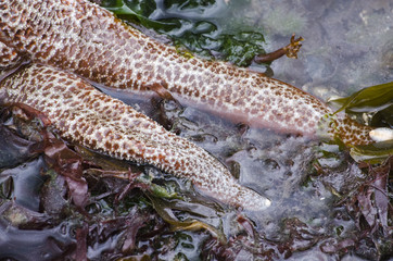 Legs of a Sea Star at low tide