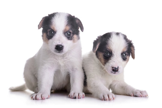 Two Puppies Mestizo