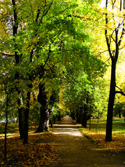 Naklejka premium Autumn. Golden Leaves