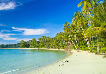 Coconut Coast Exotic Paradise