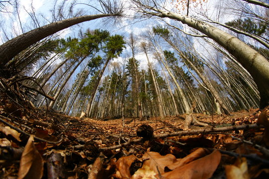 Walimski las, Walim's forrest