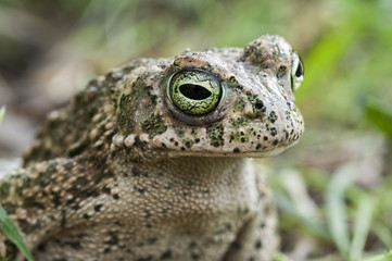 Sapo