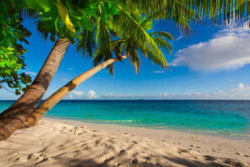 Rest in Paradise - Malediven - Palmen am Strand