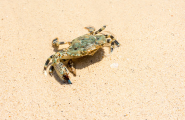 Crab on the beach