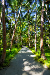 Rest in Paradise - Malediven - Gr&uuml;ne Allee