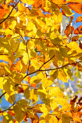 Autumn tree - closeup