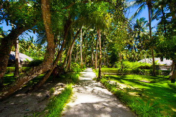 Rest in Paradise - Malediven - Grüne Allee