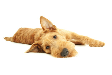 Sleepy purebred dog Irish Terrier