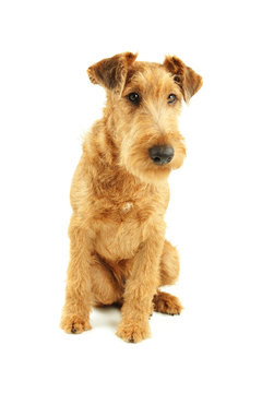 Purebred dog Irish Terrier