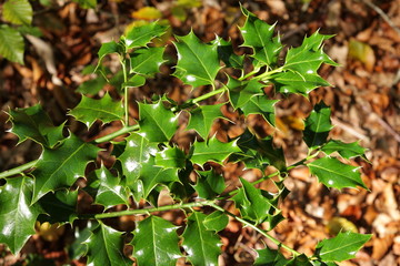 Houx (ilex aquifolium)