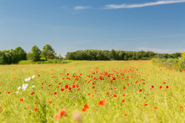 summer blooming poppy field