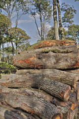Tas de bois en forêt,Picardie
