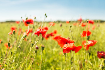 Naklejka premium summer blooming poppy field
