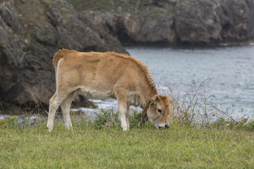 Naklejka na ściany i meble Cow Calf Asturian race