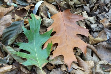 Fallen leaves