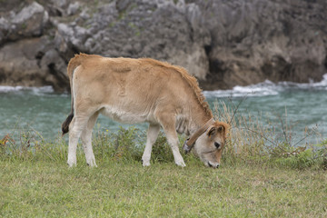 Naklejka na ściany i meble Cow Calf Asturian race