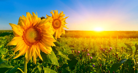 Morning sunflowers