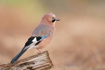 Eurasian Jay
