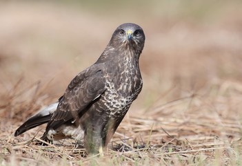 common buzzard - buteo buteo