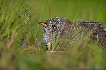 cuckoo nestling in the grass