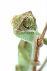Beautiful baby chameleon as exotic pet, narrow focus on eyes © MILANMEDIA.PRO