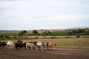 Fototapeta na wymiar Troupeau de zebus au Kenya