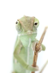 Fotobehang Beautiful baby chameleon as exotic pet, narrow focus on eyes © Milan Lipowski