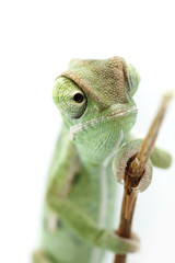 Beautiful baby chameleon as exotic pet, narrow focus on eyes © MILANMEDIA.PRO