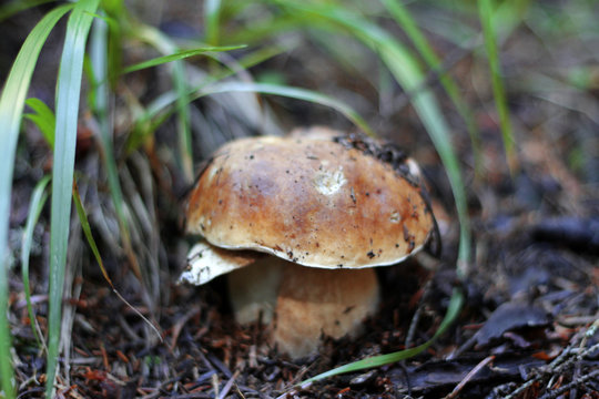 Brown mushroom growing in the autumn forest