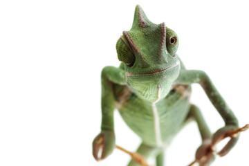 Beautiful baby chameleon as exotic pet, narrow focus on eyes © MILANMEDIA.PRO